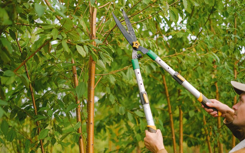 Tree trimming in Garden City, AL